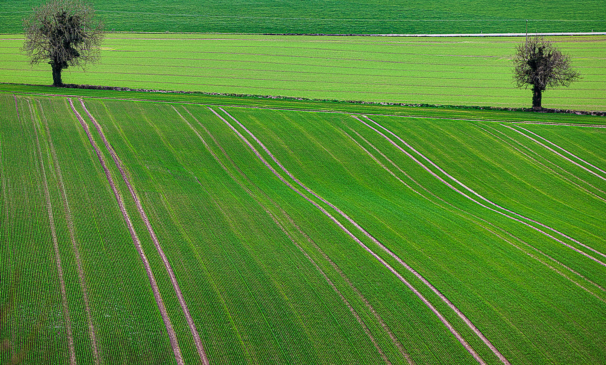 Shades of Green
