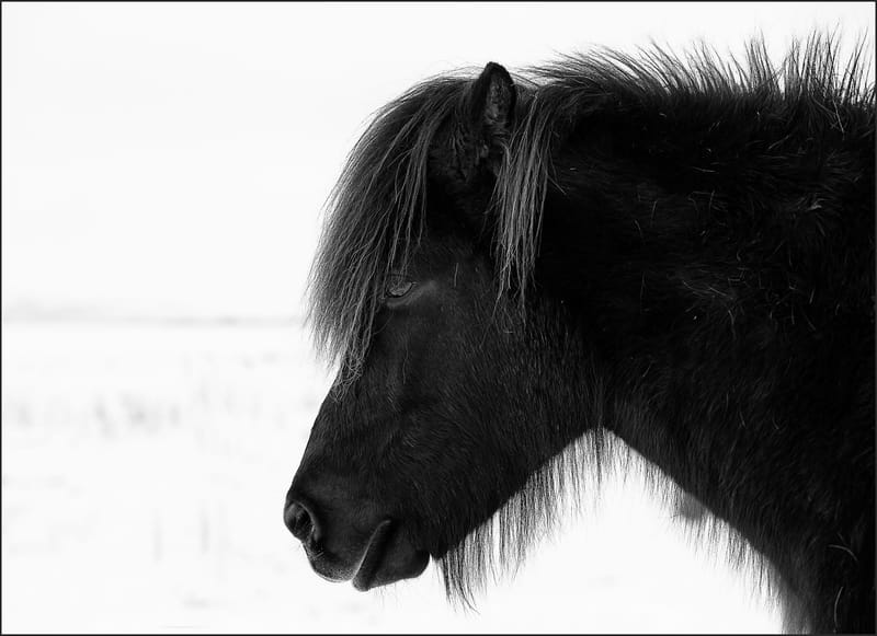 Black & White