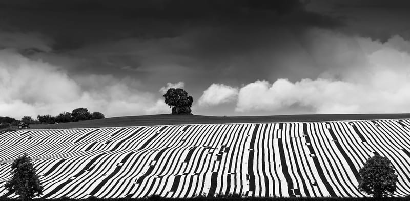 Black & White
