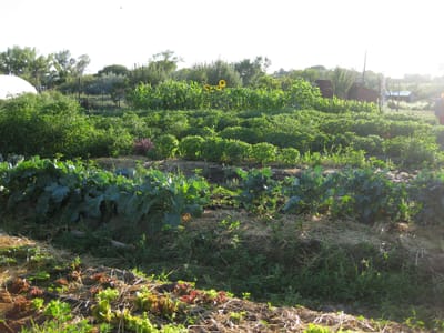 About our compost image