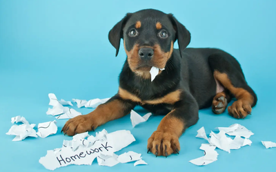 The day my dog ate my homework- Lyrics