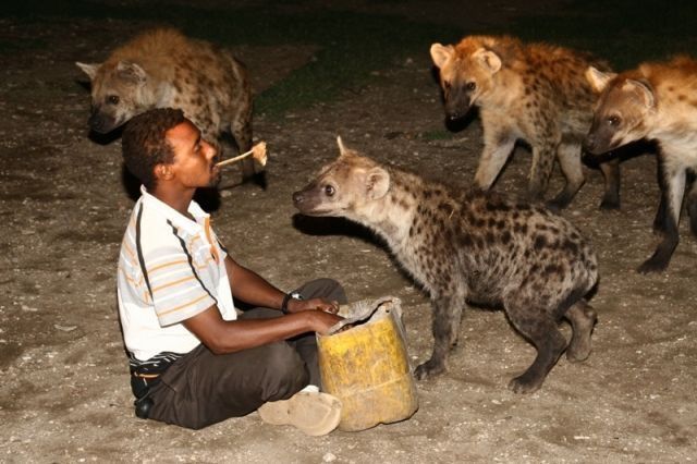 Wild animal and Harar