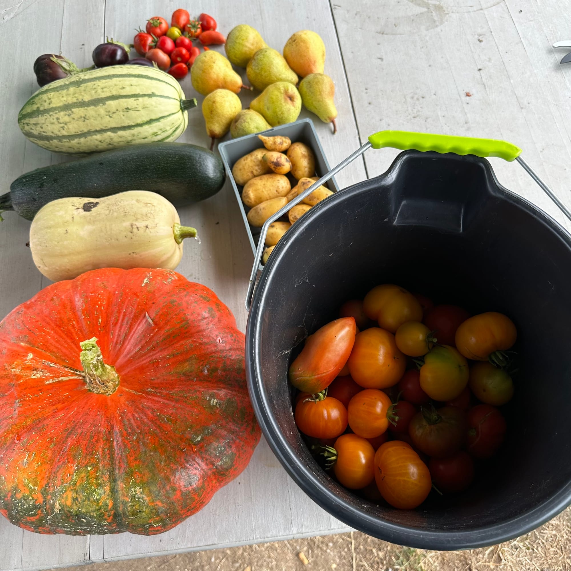 100 kg de légumes produits!