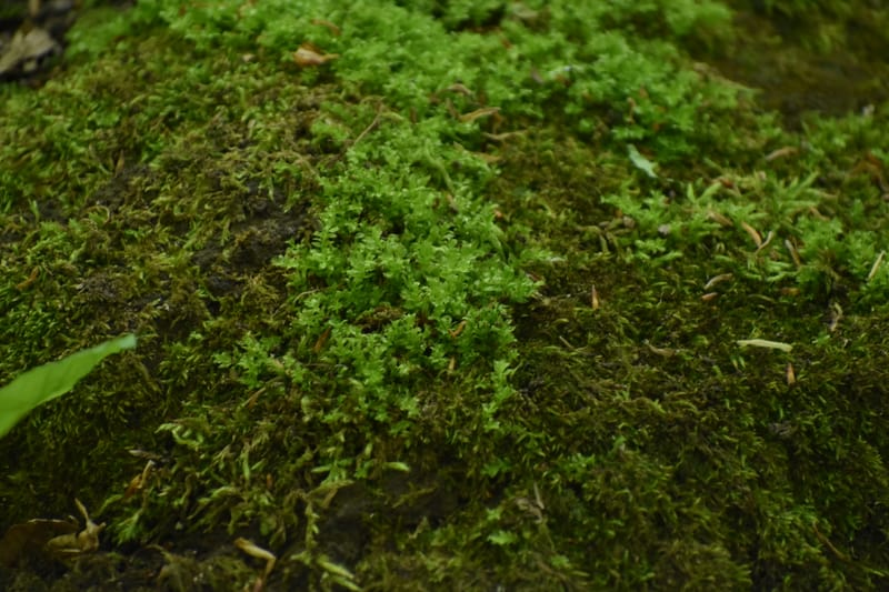 Kapcsolataim és határaim - vezetett önismereti séta