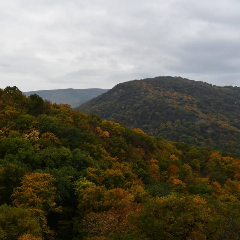 Az őszi erdő varázsa