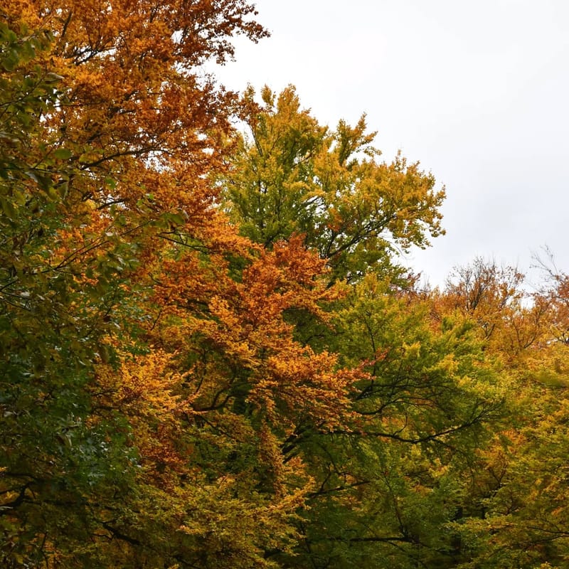 Az ősz utolsó színei