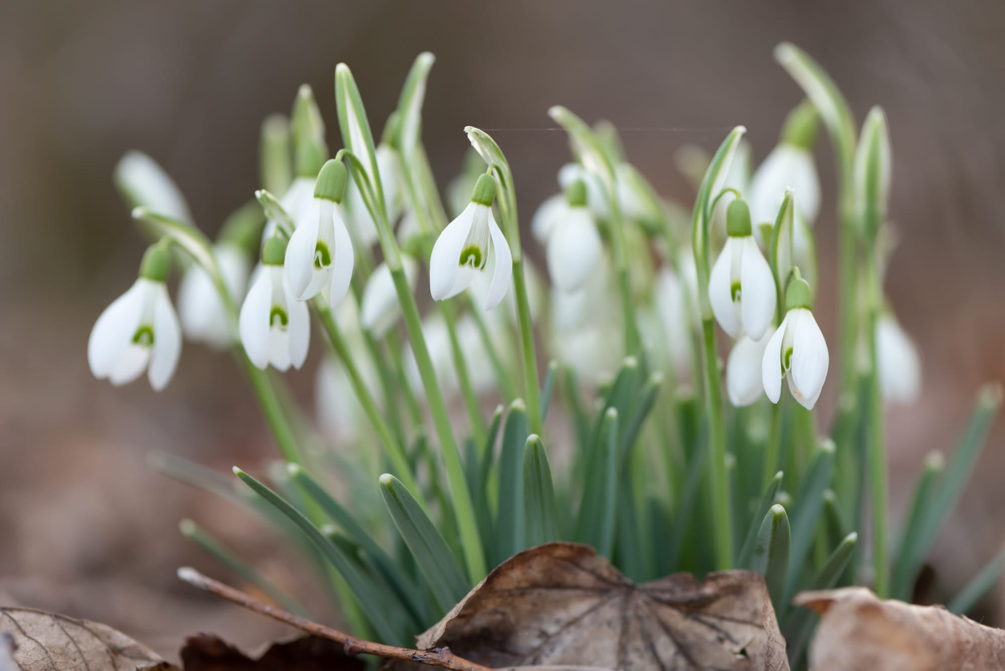 Newsletter February 2025