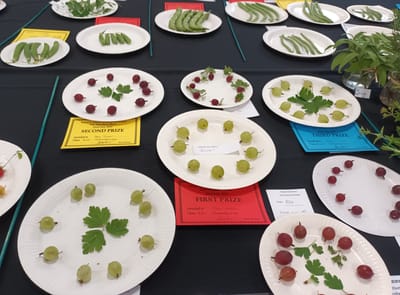 Annual Show - How to Succeed