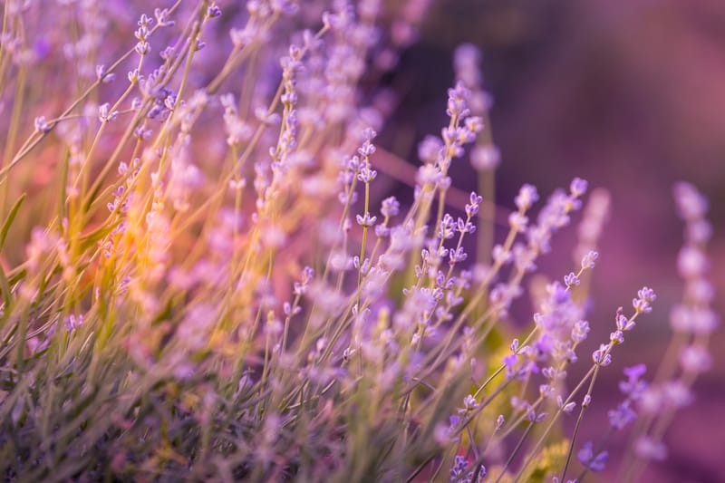 January Speaker Evening