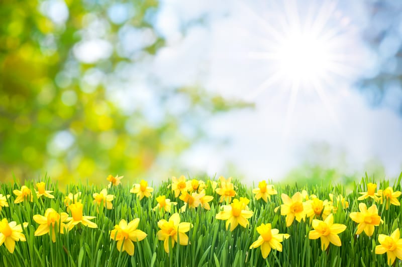 Newsletter March 2025