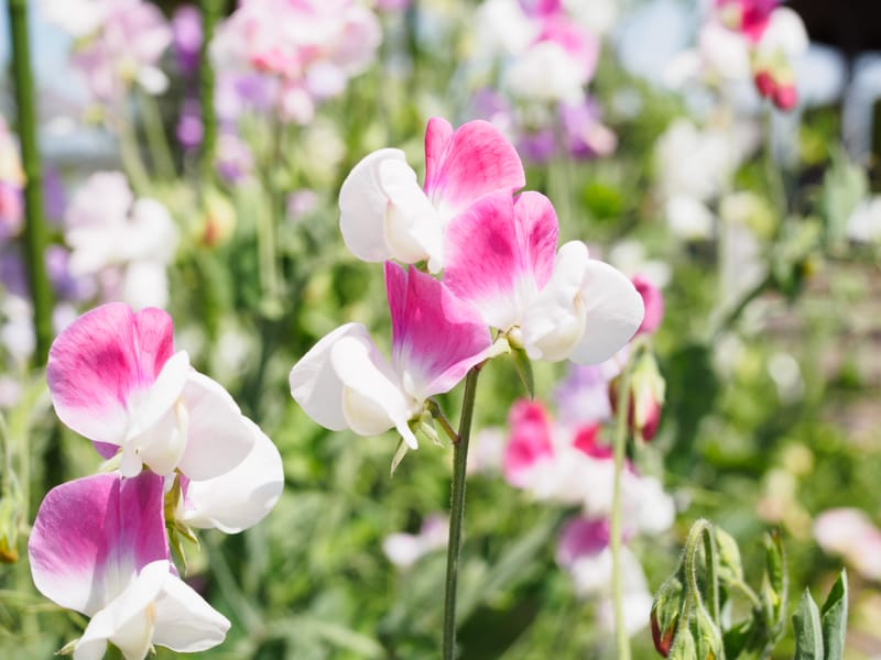 June Speaker Evening