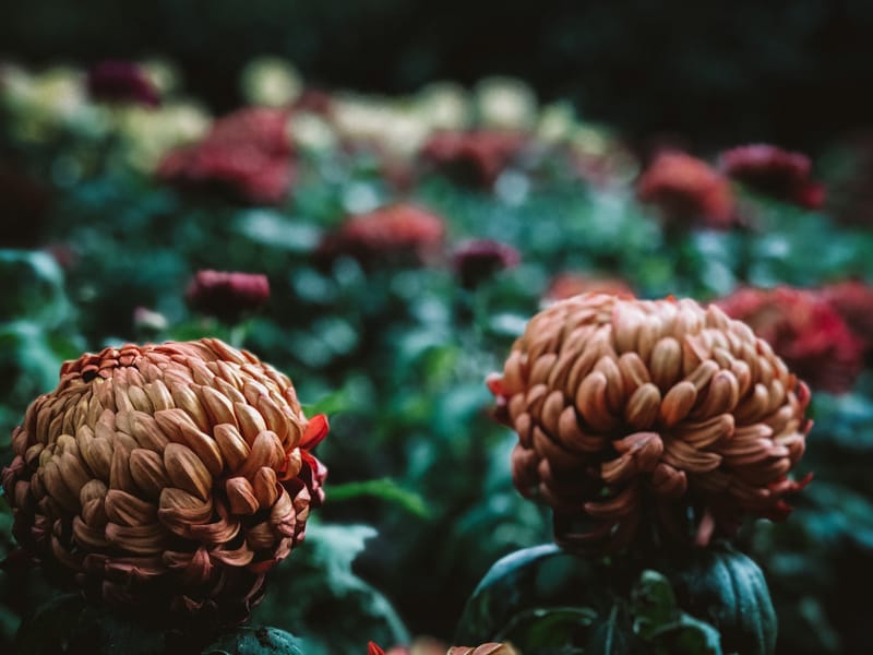 Newsletter November 2025