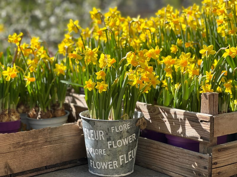 Daffodils growing competition 2027