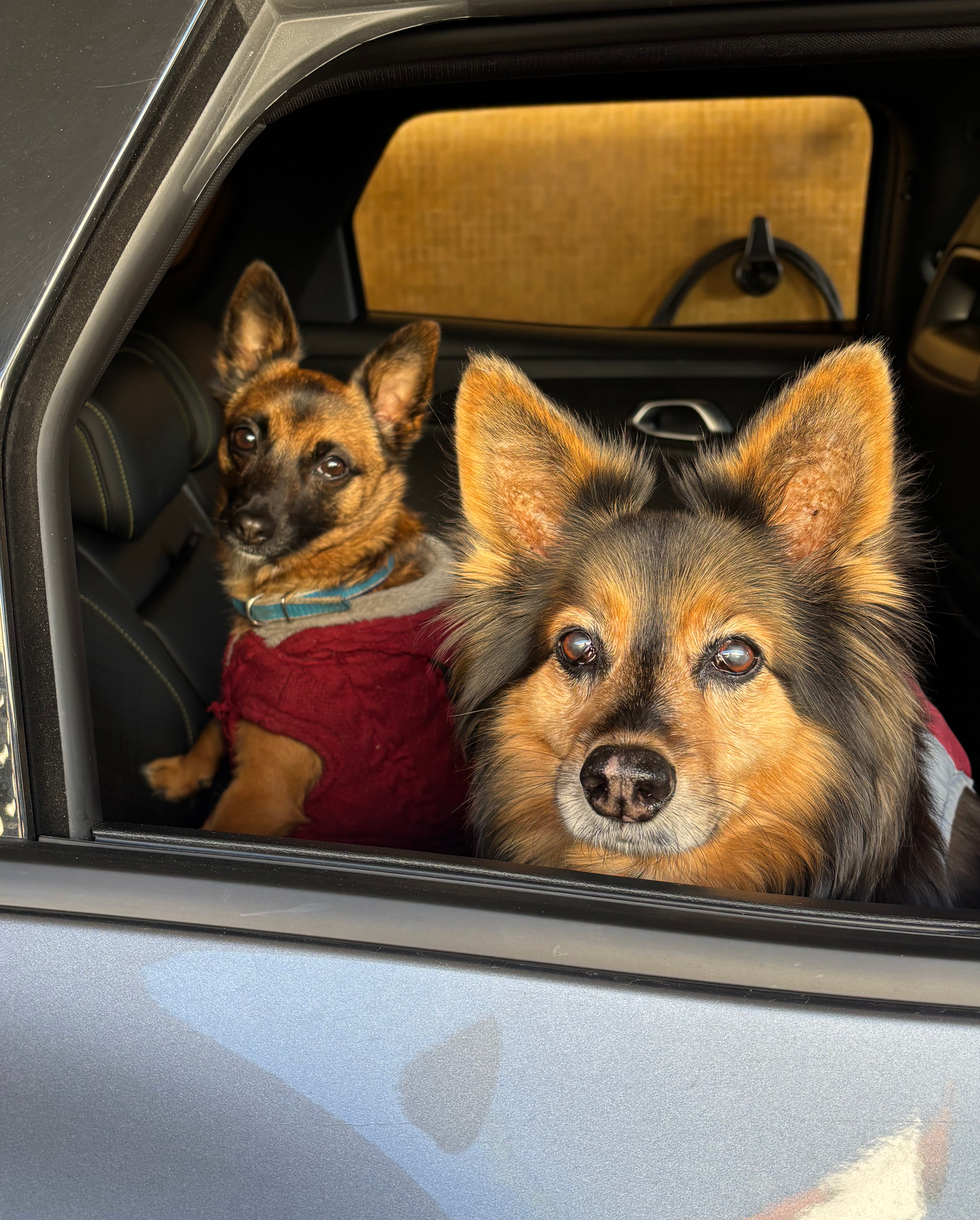 Ayudantes caninas de Lavadero Splash - Kira y Laika