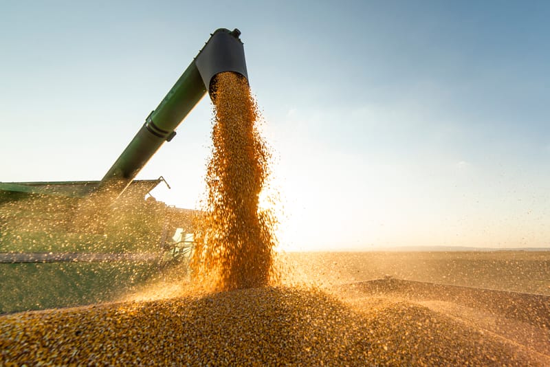 Soybean Market Update 24/01/2025 Speculative Price Surge Amid Adverse Weather and Export Dynamics