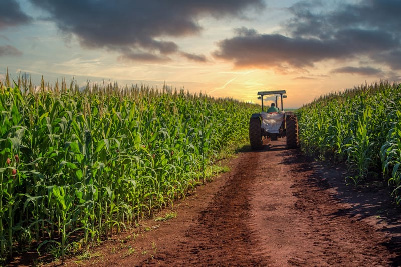 Brazil’s Corn Market Stays Resilient Amid Challenges          27 January 2025