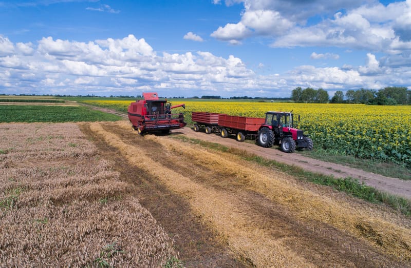 Sunflower Sector Faces Supply Squeeze