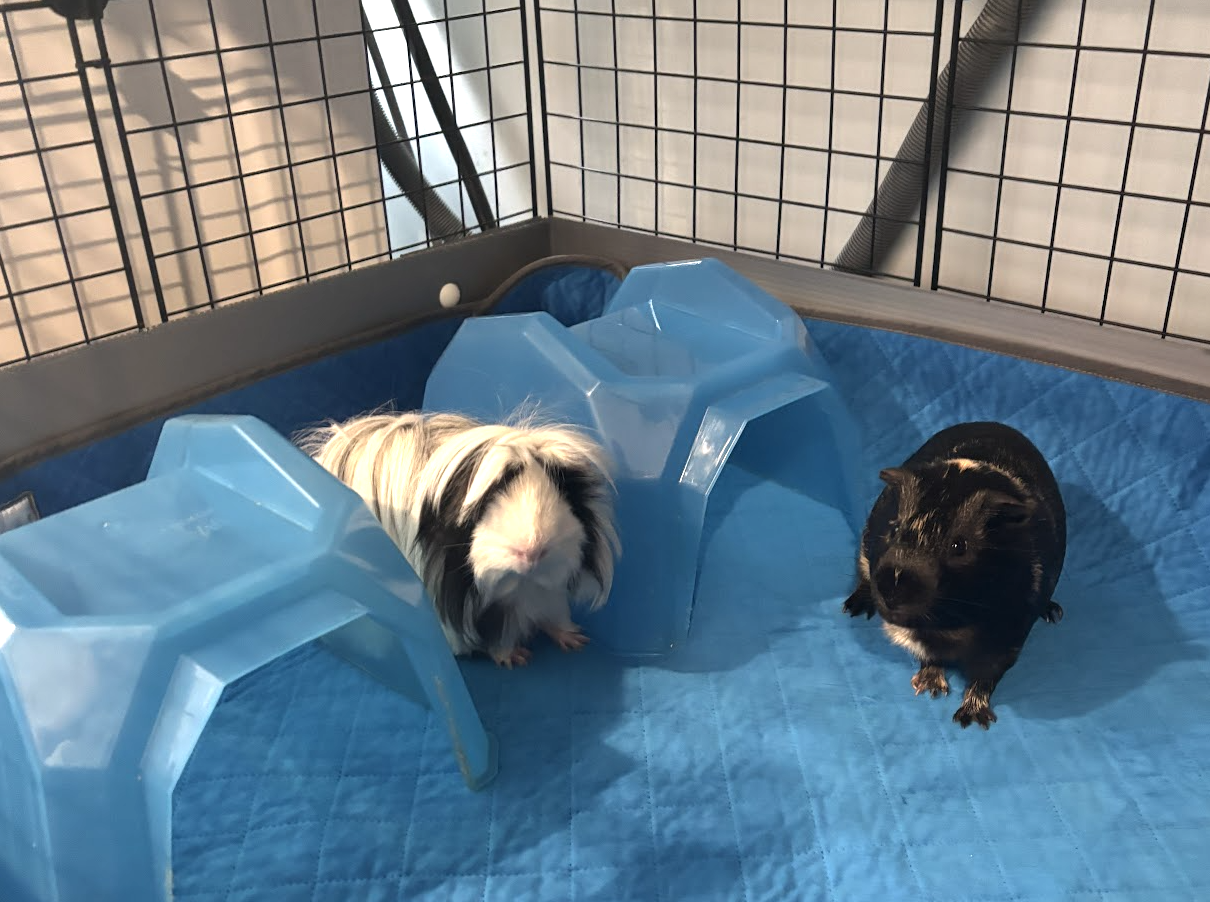 Remy and Teddy