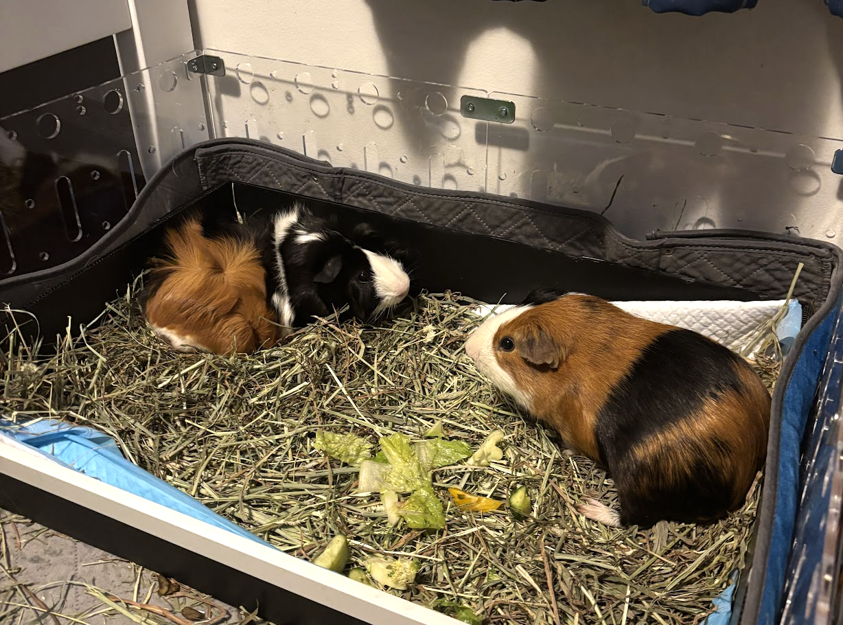 Scout and Louie
