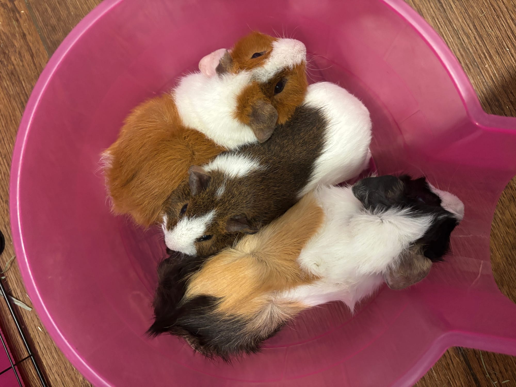 Sushi, Peanut, Raisin