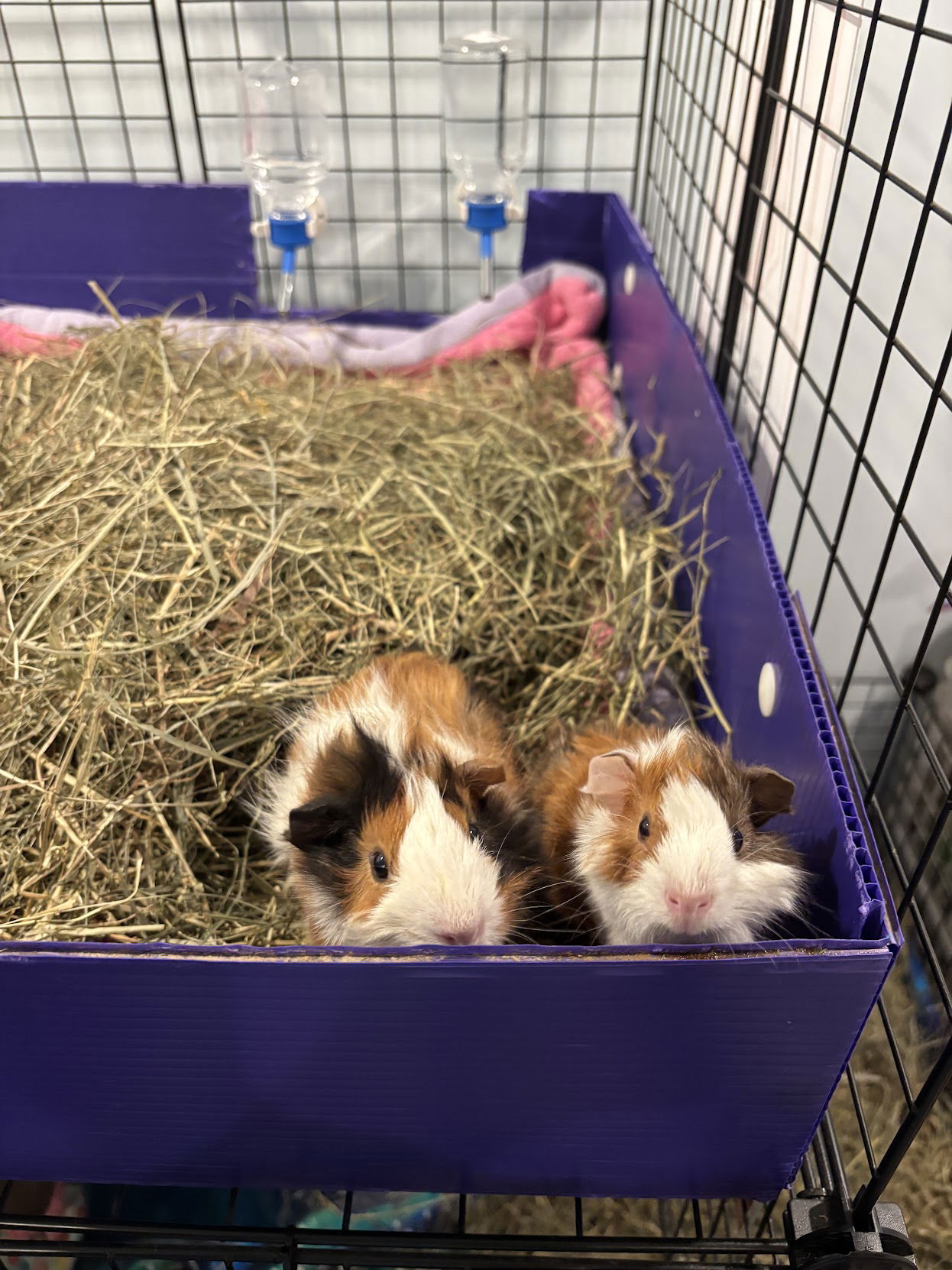 Benny and Jerry