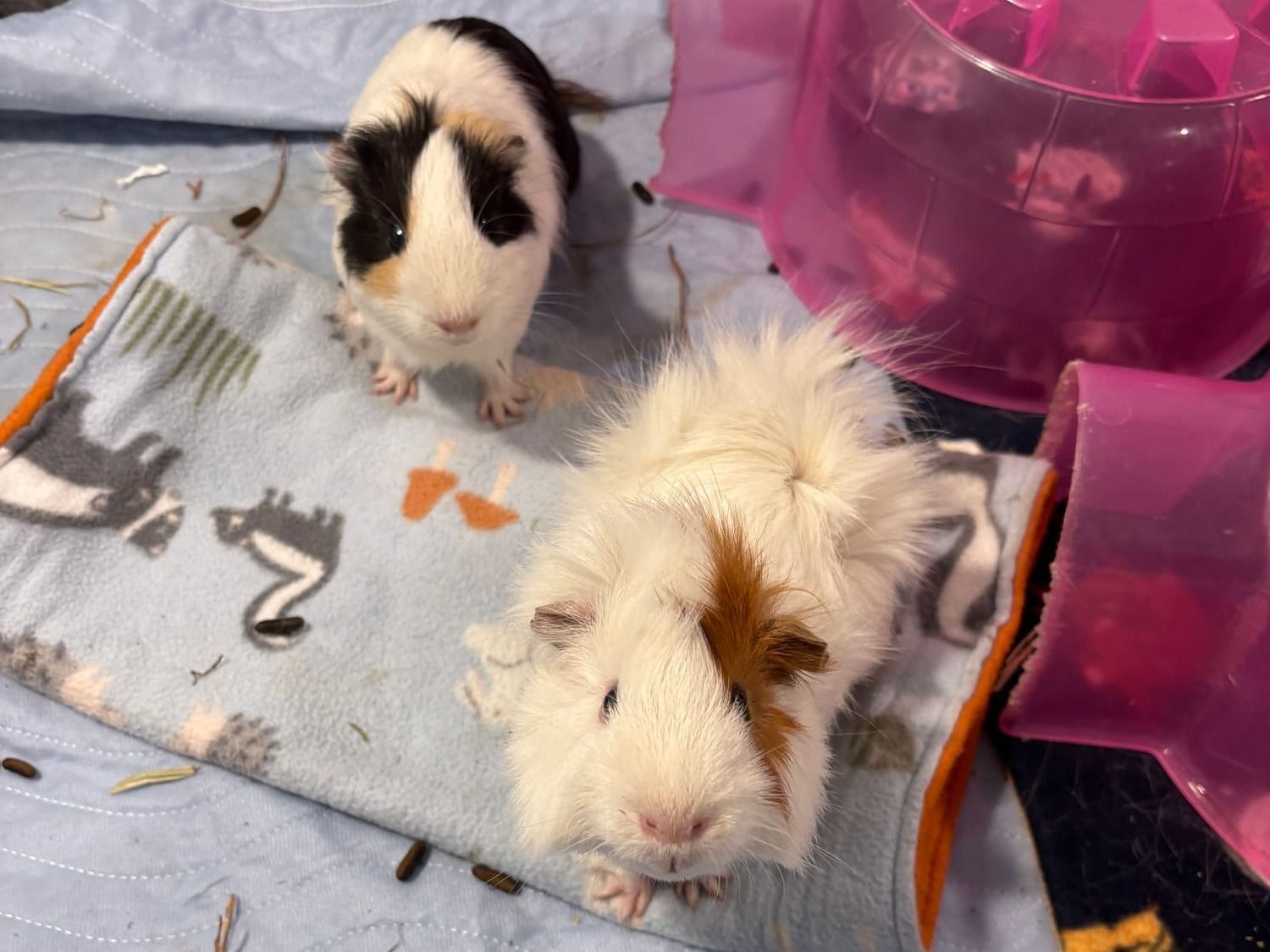Winnie & Chester