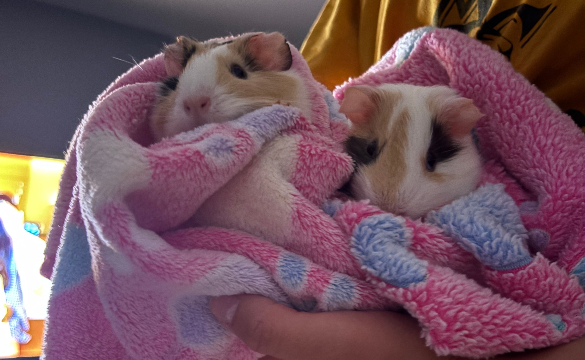 Donut & Munchkin