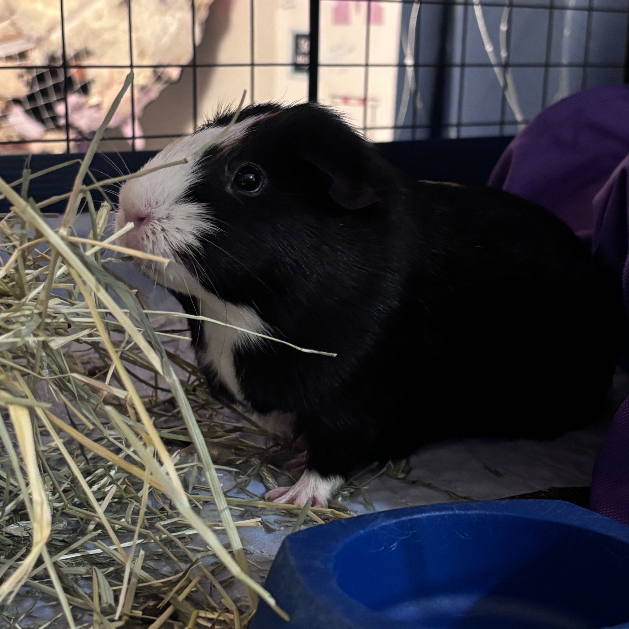 Sweet Potato