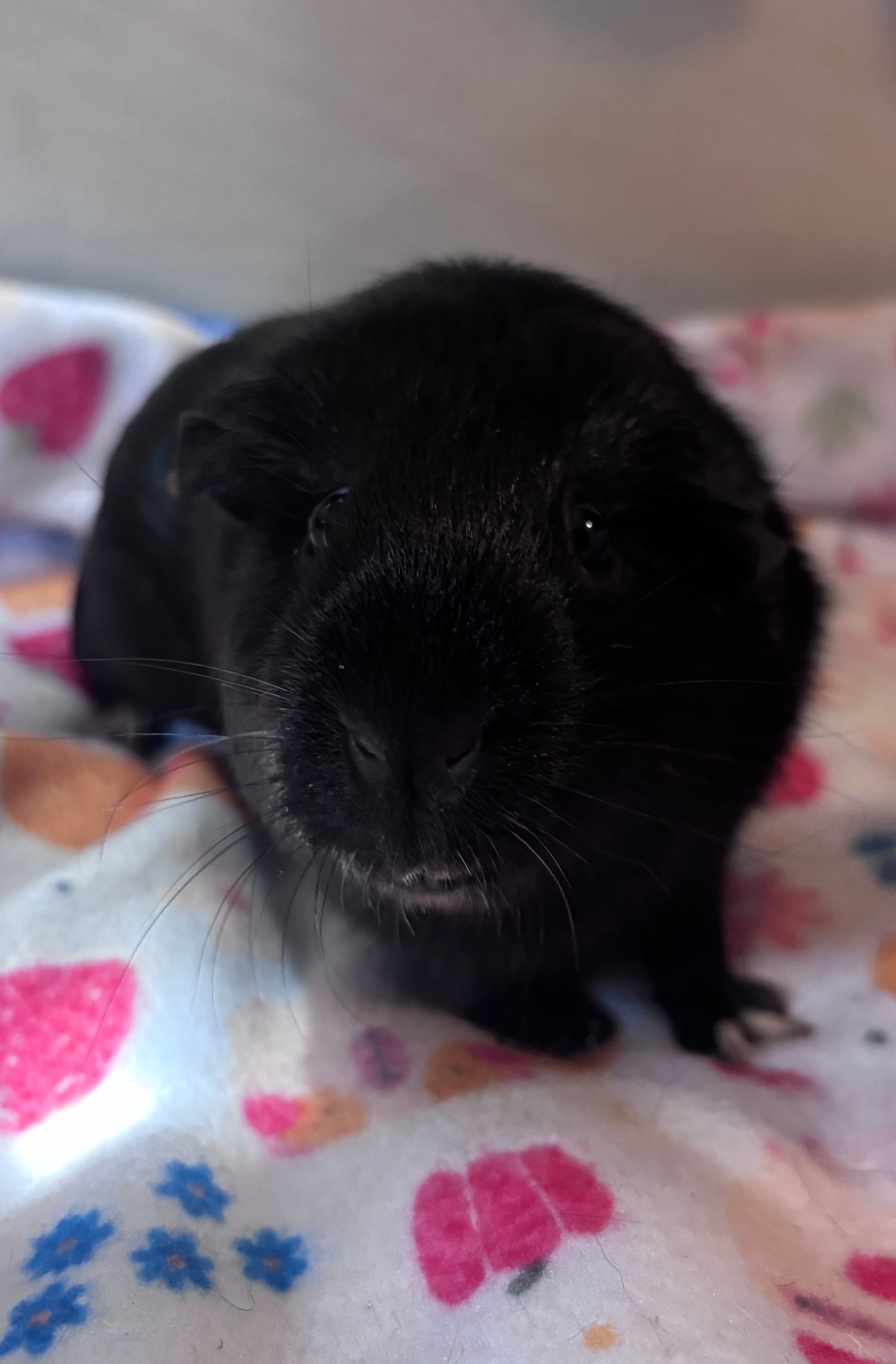 Bonnie