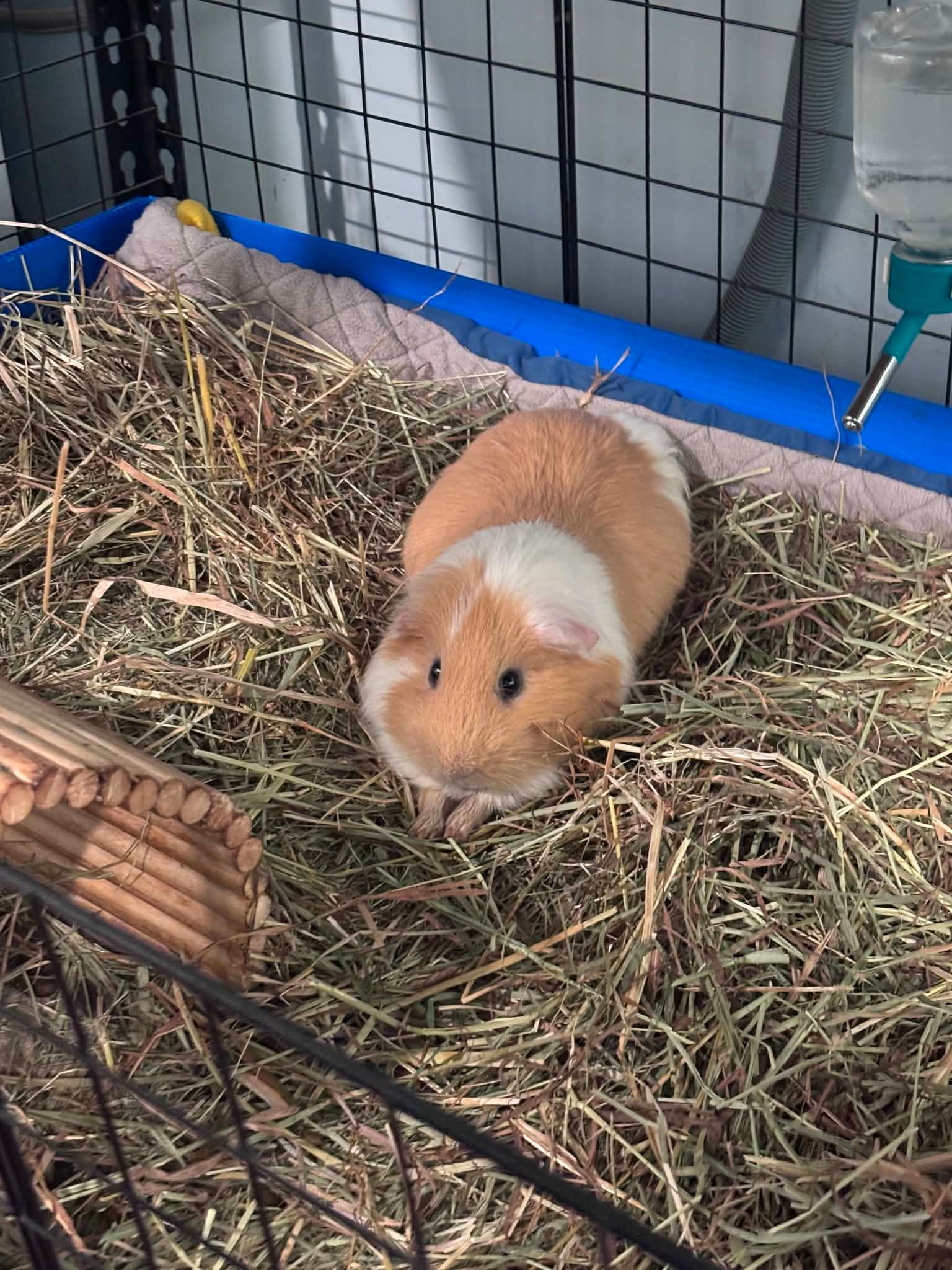 Biscuit