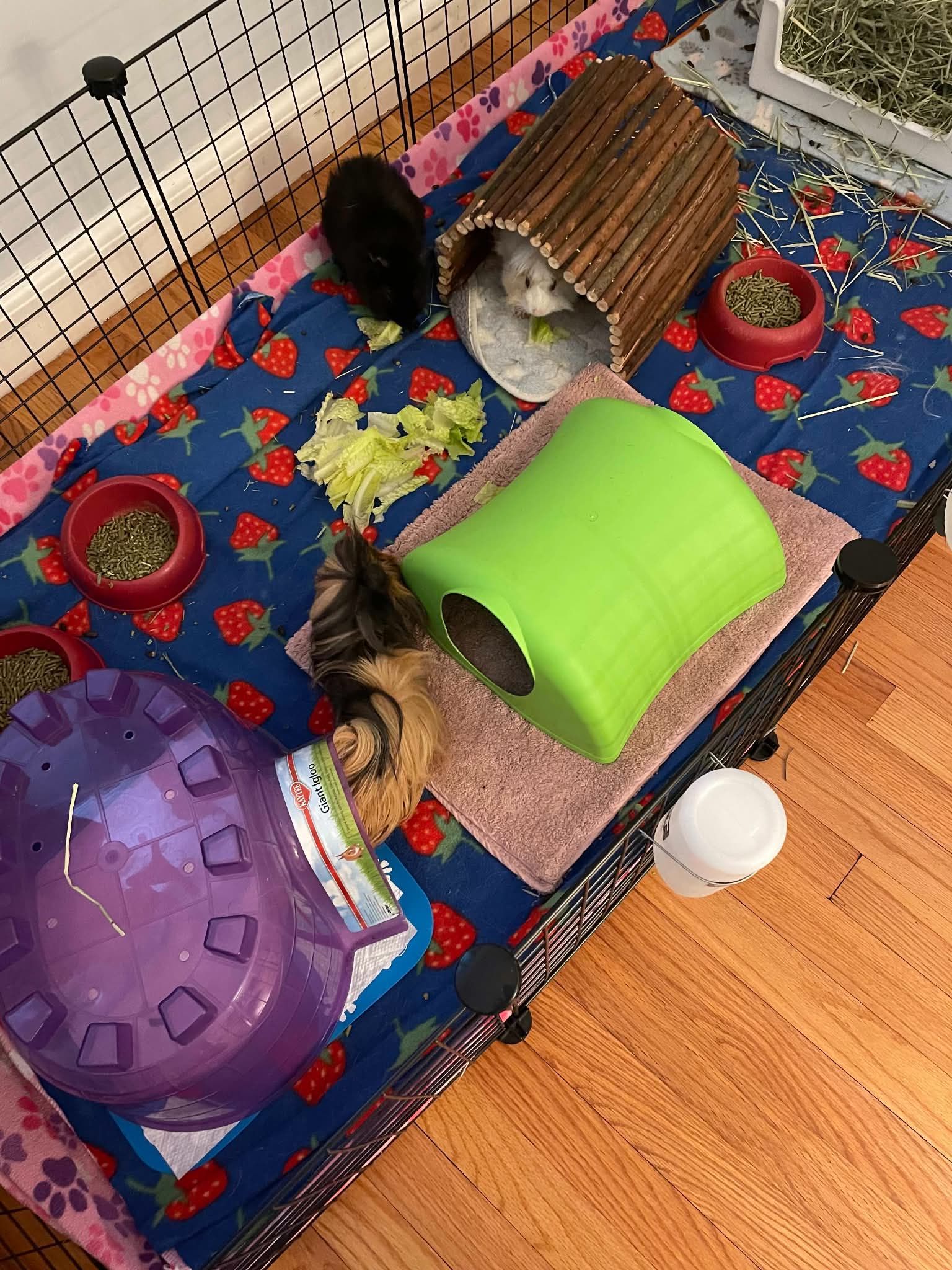 Maverick, Wilson, Spanky