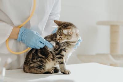 Aposentadoria do Médico Veterinário: o Direito ao Tempo Especial e Como Comprovar
