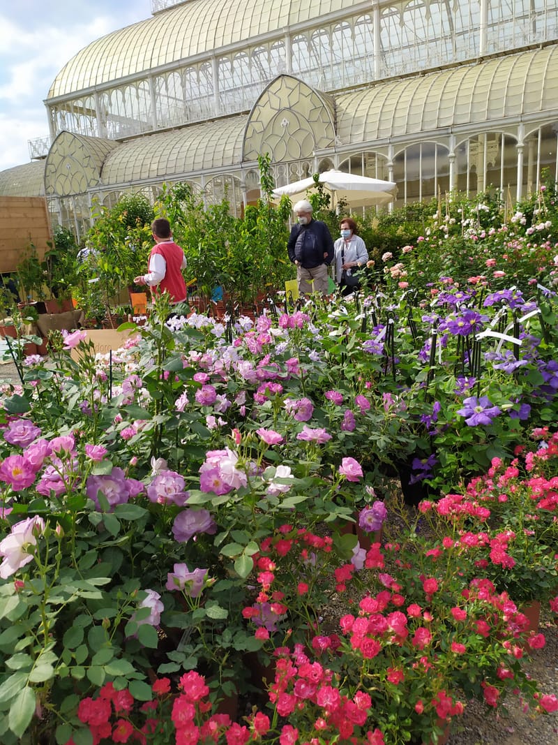 Spring Season Brings Flowers to Flaunt