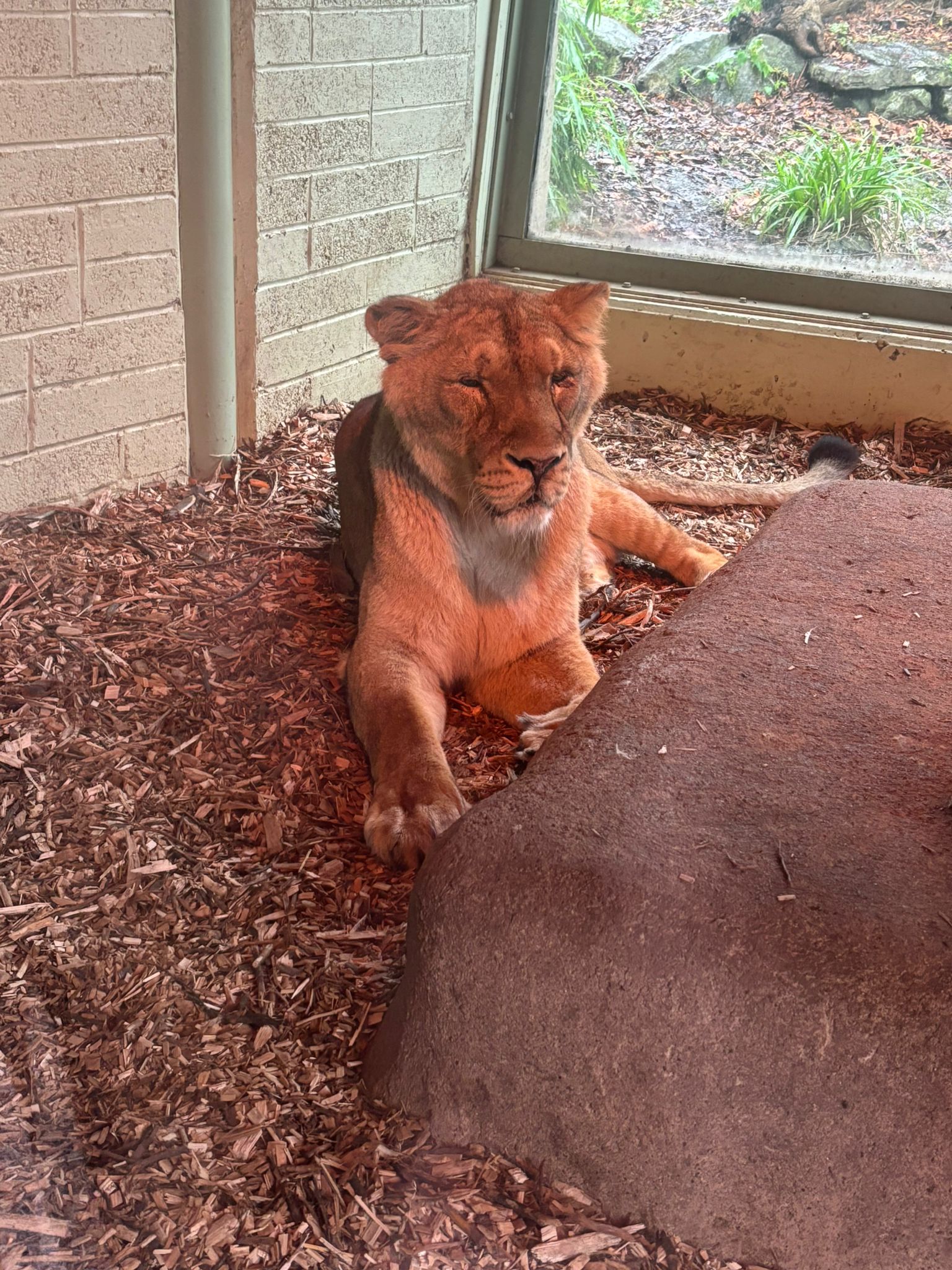 Animal Behaviour QQI Level 5 Class Trip to Dublin Zoo