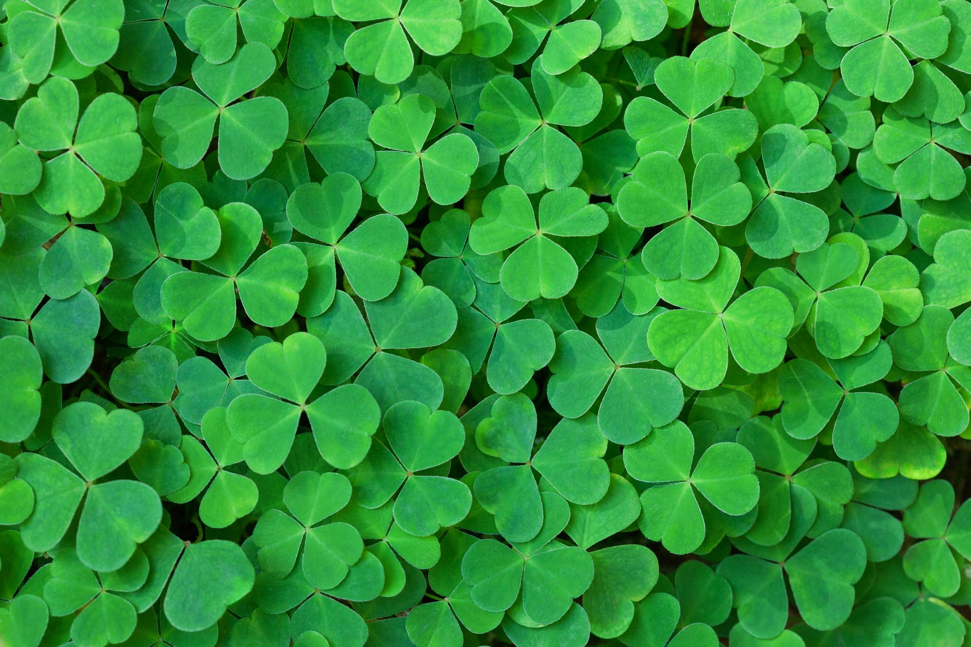 Irish Conversation Group