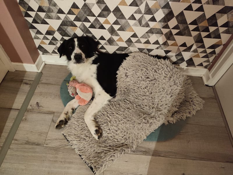 Pension canine familiale