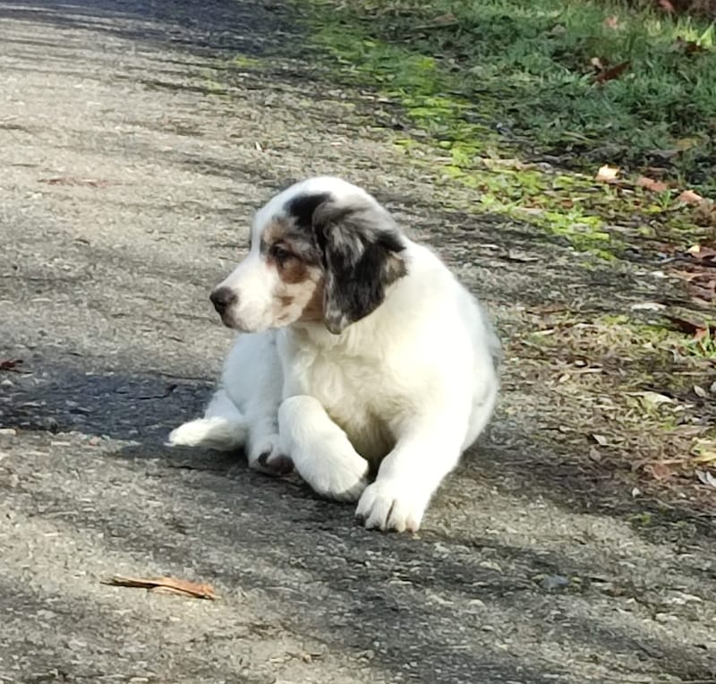 Aide à l'adoption / accueil nouvel animal dans le foyer