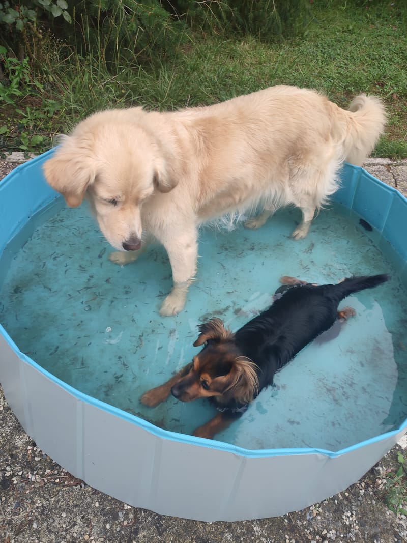 Centre aéré / Garderie pour chiens
