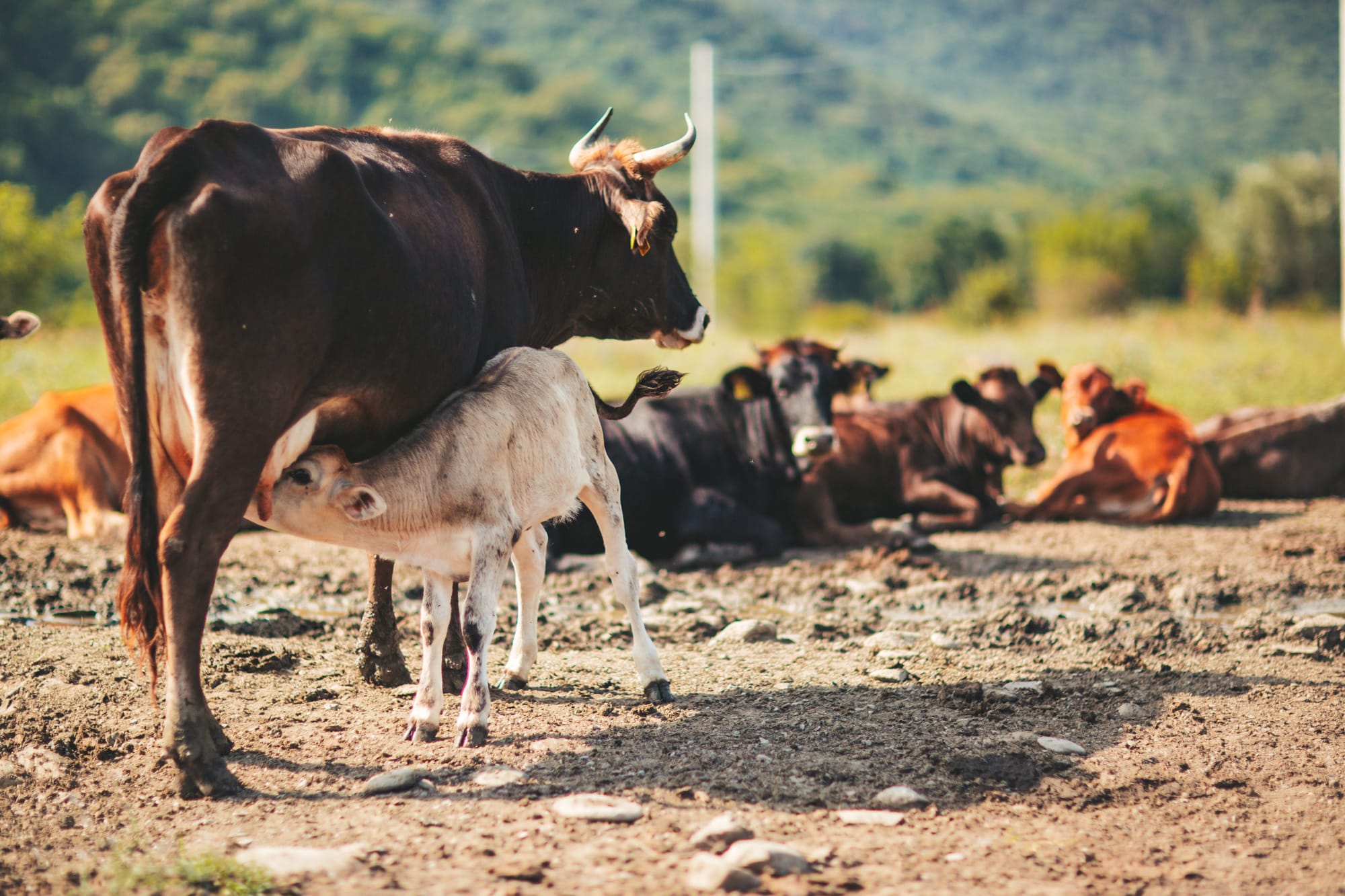 Автор: Julia Khmauri