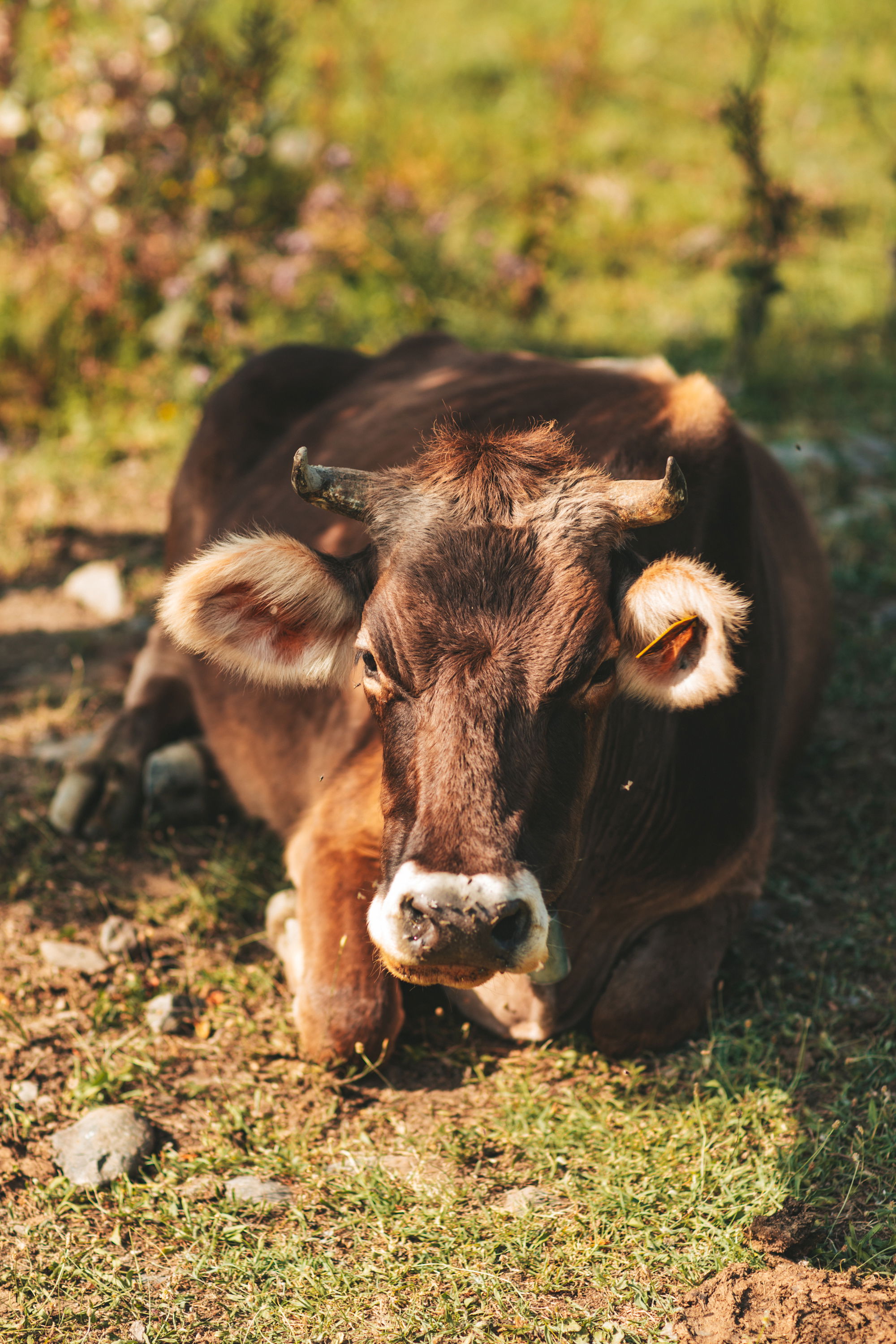 Автор: Julia Khmauri