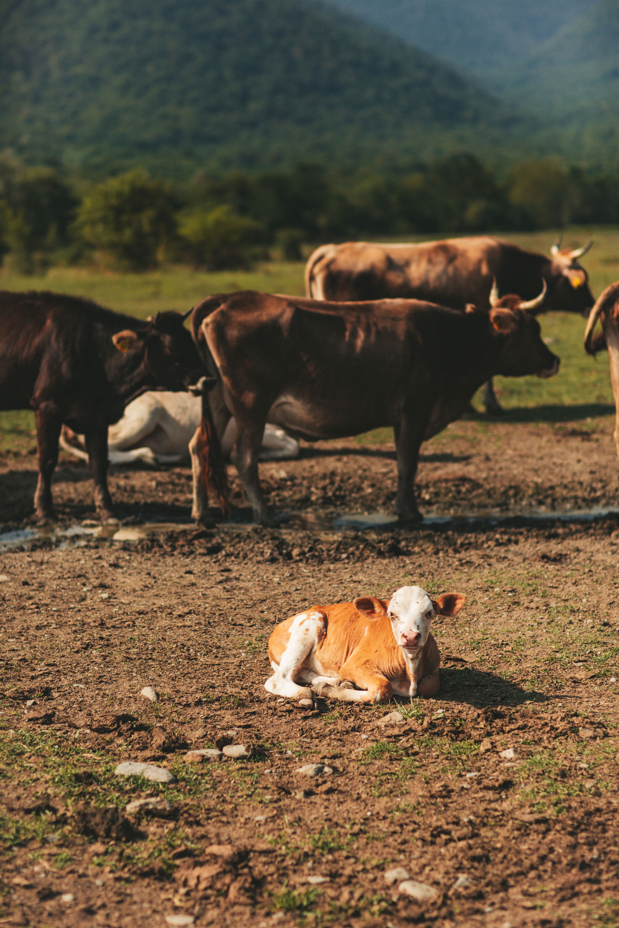 Автор: Julia Khmauri
