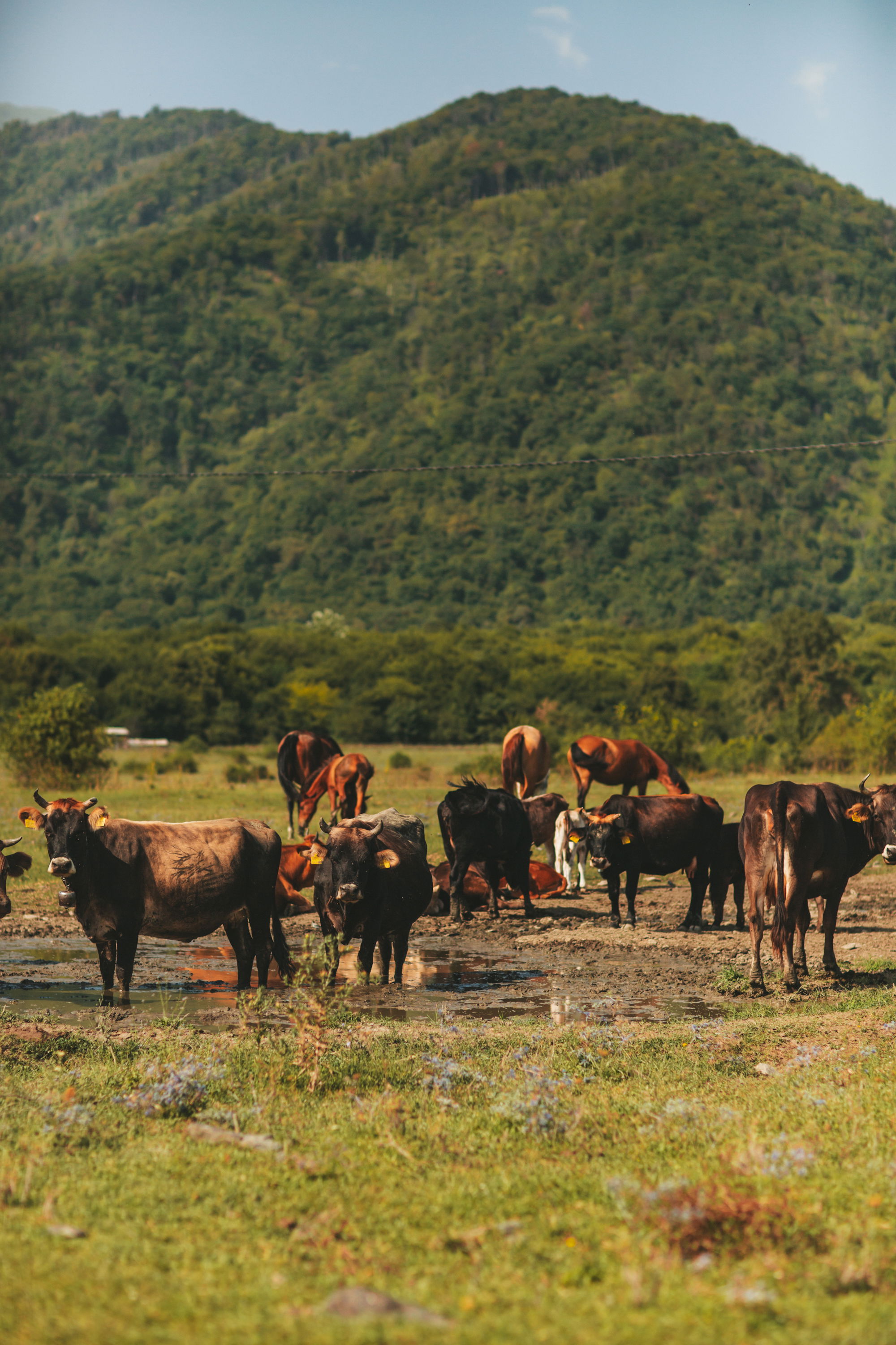 Автор: Julia Khmauri