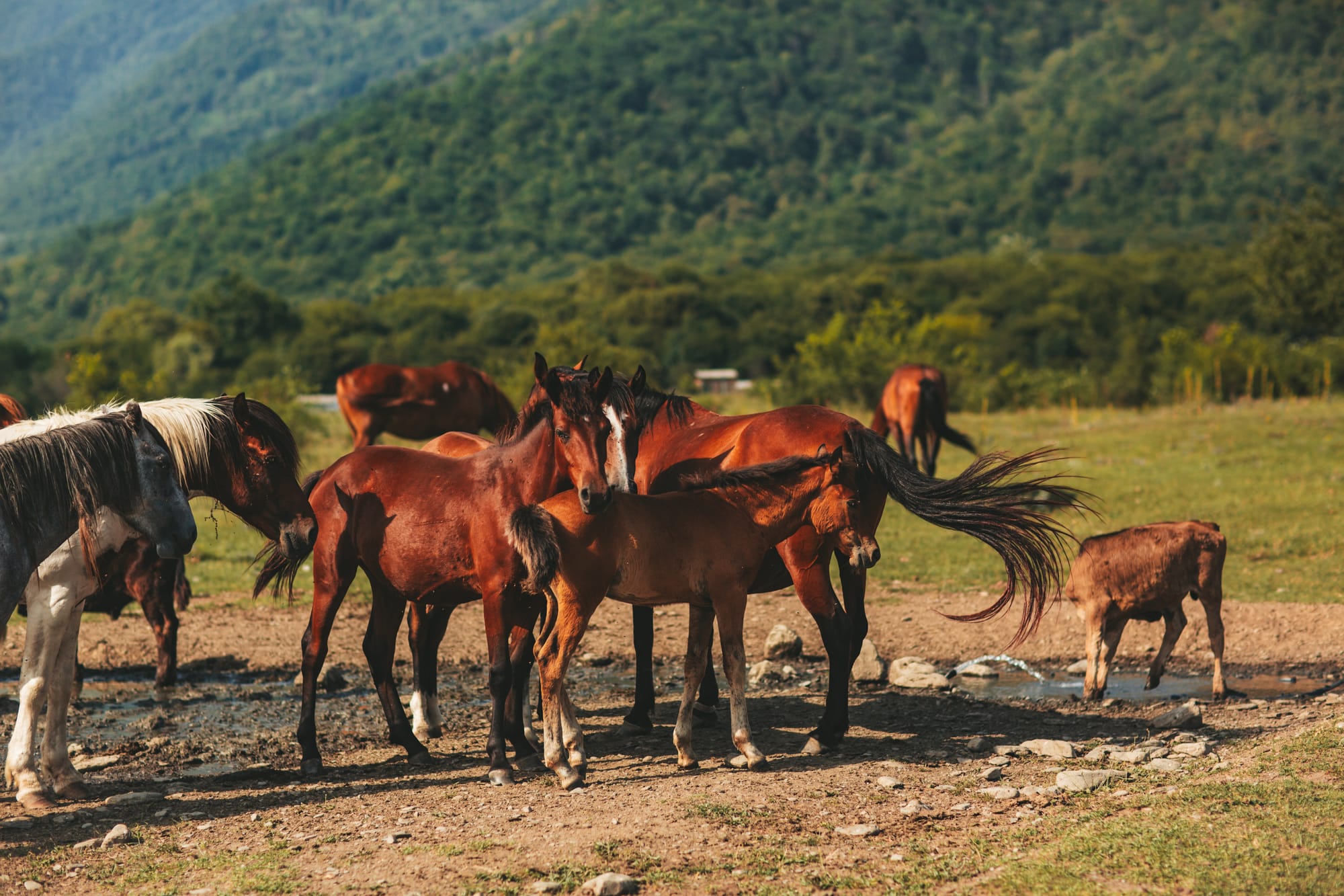 Автор: Julia Khmauri