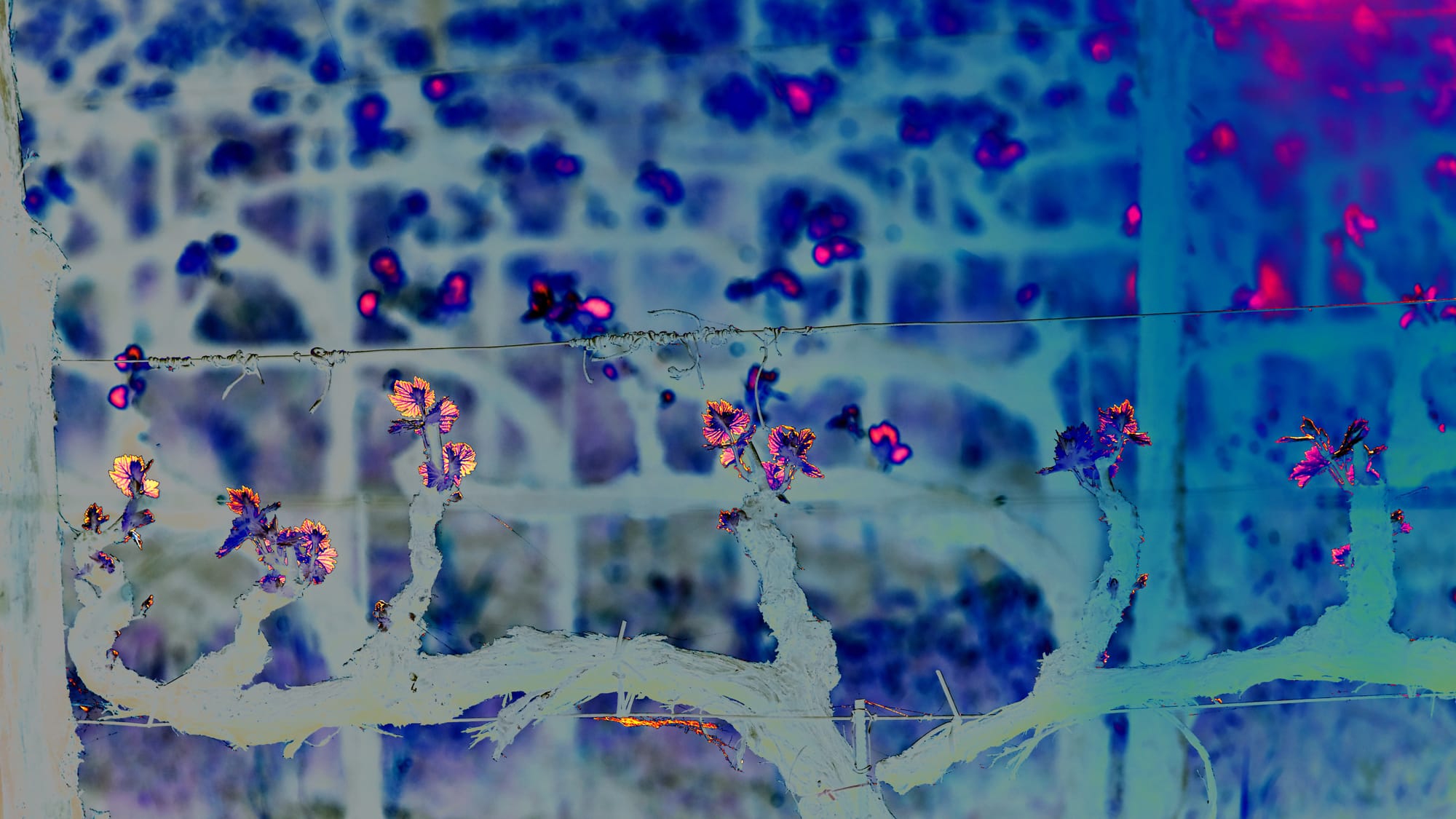 Terranuova Bracciolini 2026