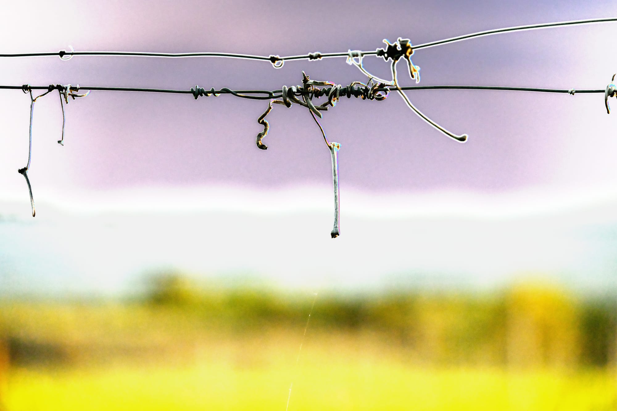 Terranuova Bracciolini 2026