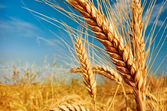 Технологія вирощування зернових культур в короткоротаційних сівозмінах за кліматичних змін в умовах Лівобережного Лісостепу