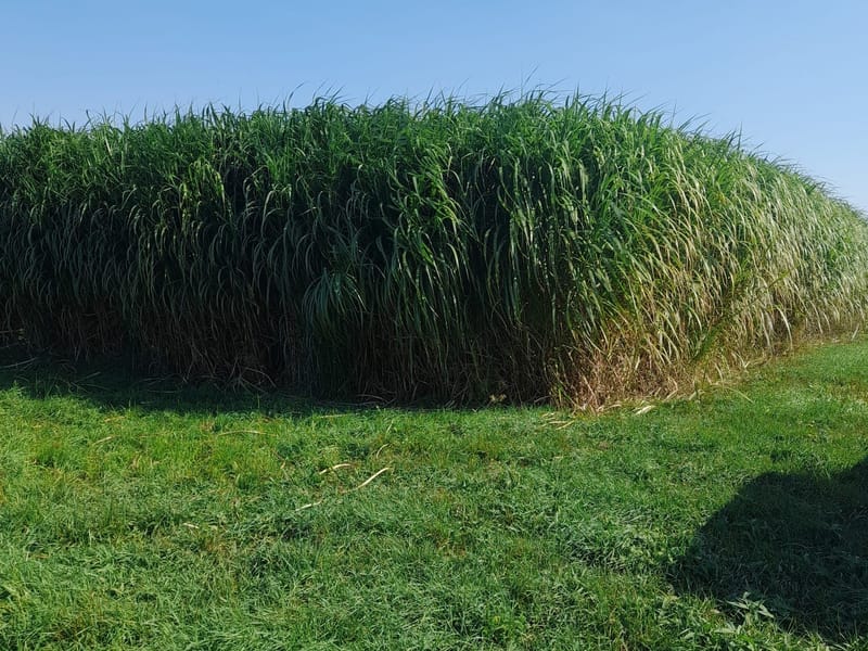 Вирощування міскантусу гігантського як сировини для виробництва твердого біопалива