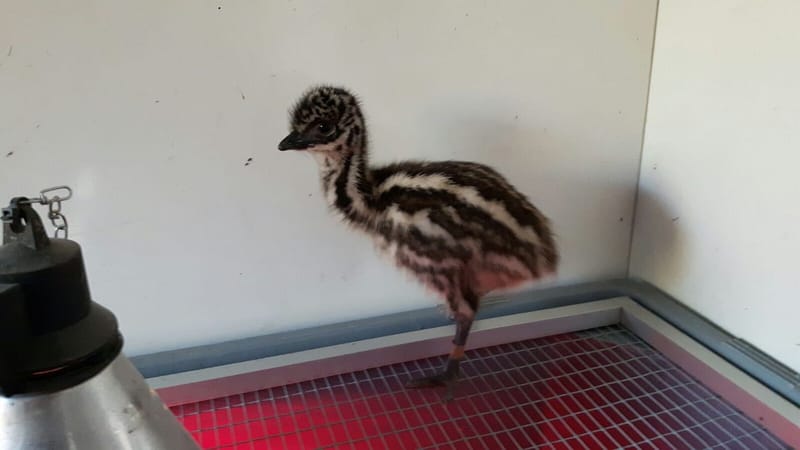 Pickup/Delivery -(Emu Chicks & Eggs)