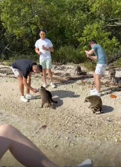 Discover the Hidden Gems of Raccoon Island: Your Ultimate Miami Tour Guide