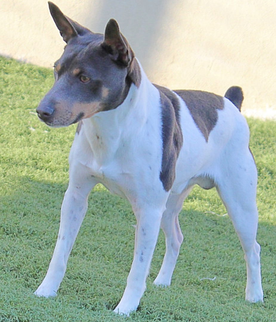 CH Stick To Your Guns Of K2 (Levi)